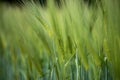 Agriculture: Fresh green cornfield on a sunny day, springtime Royalty Free Stock Photo