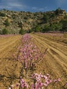 Agriculture fruit grove Royalty Free Stock Photo