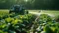 Agriculture futuristic. Spraying of vegetables with robot automation