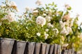 Agriculture garden shop, farm store. Rose flower pots, plants Royalty Free Stock Photo