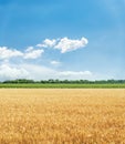 Agriculture golden color field and blue sky with clouds