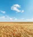 Agriculture golden color field and blue sky with clouds. Ukrainian agriculture landscape