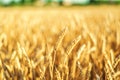 Agriculture golden field with crop close up