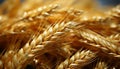Agriculture golden harvest wheat, barley, rye, corn, healthy wholegrain generated by AI