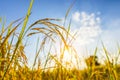 Agriculture golden rice field under blue sky at contryside. farm, growth and agriculture concept Royalty Free Stock Photo
