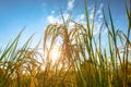 Agriculture golden rice field under blue sky at contryside. farm, growth and agriculture concept Royalty Free Stock Photo