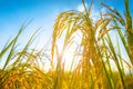 Agriculture golden rice field under blue sky at contryside. farm, growth and agriculture concept