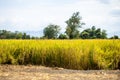 Agriculture golden rice field under blue sky at contryside. farm, growth and agriculture concept