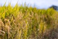 Agriculture golden rice field under blue sky at contryside. farm, growth and agriculture concept Royalty Free Stock Photo