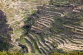 Agriculture on Gomera island, Spain Royalty Free Stock Photo