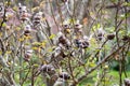 Agriculture - graft Wild Himalayan Cherry tree