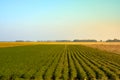 Agriculture green field with blue sky. Rural nature in the farm land. Straw on the meadow. Wheat yellow golden harvest in summer. Royalty Free Stock Photo