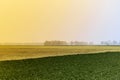 Agriculture green field in the early morning. Rural nature in the farm land. Straw on the meadow. Wheat yellow golden harvest Royalty Free Stock Photo