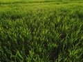 agriculture. green field of early wheat at sunset sunset sunlight movement. green grass sways in lifestyle the wind Royalty Free Stock Photo