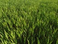 agriculture. green field of early wheat at sunset sunset sunlight movement. green grass sways in lifestyle the wind Royalty Free Stock Photo