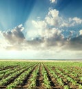 Agriculture green field with sunflowers in sunset time and clouds Royalty Free Stock Photo