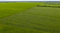 Agriculture, green field of wheat shoots, aerial view