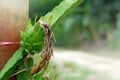 Agriculture green fresh Dragon fruit, Pitaya