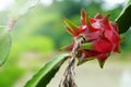 Agriculture green fresh Dragon fruit, Pitaya