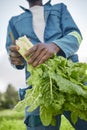 Agriculture and green leaf spinach vegetable farmer on farm or garden field working on plant growth and sustainability