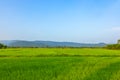 Agriculture green rice field under blue sky and mountain back at contryside. farm, growth and agriculture concept