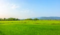Agriculture green rice field under blue sky and mountain back at contryside. farm, growth and agriculture concept