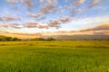 Agriculture green rice field under sunset sky and mountain back at contryside. farm, growth and agriculture concept