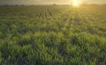 Agriculture, green wheat field, morning sunrise. Leaves of germinating grain on the farm