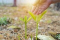 Agriculture. Growing plants. Plant seedling Royalty Free Stock Photo