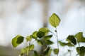 Agriculture. Growing plants of seedlings. Plant seedling. young baby plants growing in germination sequence on fertile Royalty Free Stock Photo