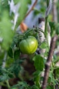 Agriculture, growing tomatoes on a branch in a greenhouse, close-up, not ripe green vegetable, vertical photo
