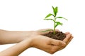 Agriculture. Growth of plant in a hands. png transparent