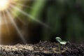 Agriculture, Growth of young plant sequence with morning sunlight