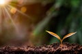 Agriculture, Growth of young plant sequence with morning sunlight and green blur background. Royalty Free Stock Photo
