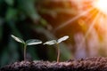 Agriculture, Growth of young plant sequence with morning sunlight and green blur background. Royalty Free Stock Photo