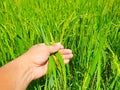 Agriculture. hand gently holding young rice with warm sunlight