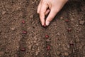 agriculture hand planting seeds red beans