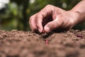 agriculture hand planting seeds red beans