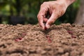 agriculture hand planting seeds red beans