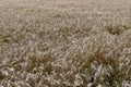 Agriculture, Grain Harvest