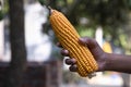 agriculture harvest corn Hand holding with the blurry background