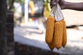 agriculture harvest corn Hand holding with the blurry background