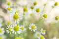 Agriculture herb chamomile, yellow plant background. Alternative medicine