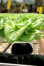 Agriculture - Hydroponic Plant