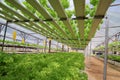 Agriculture - Hydroponic Plantation 01