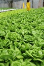 Agriculture - Hydroponic Plantation 02 Royalty Free Stock Photo