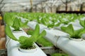 Agriculture - Hydroponic Plantation