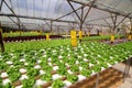 Agriculture - Hydroponic Plantation