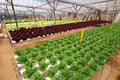Agriculture - Hydroponic Plantation