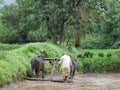 Agriculture in India - man ploughing the farm with help of cows - Rural India scene - primary occupation